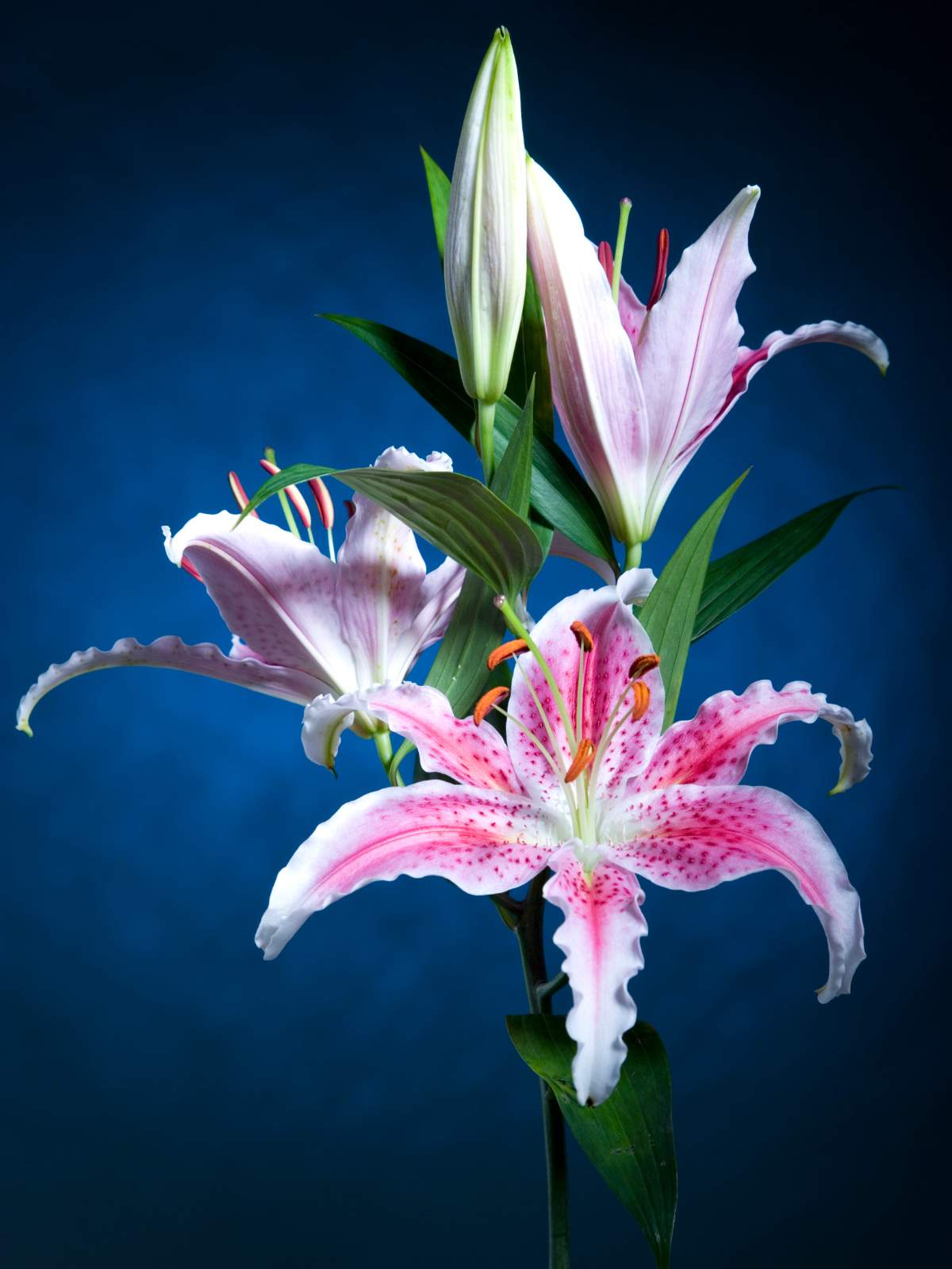 Lily in the Moonlight · Duftwachs · Snapbar