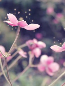 Pixie Potion · Snapbar